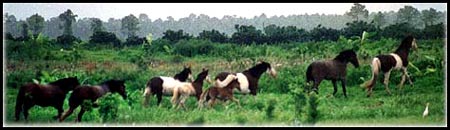 Abaco Barb Horses